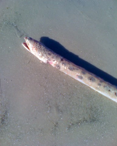 (Callechelys Kaup, 1856) Род КАЛЛЕХЕЛИСЫ 15 видов